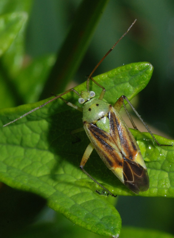 Miridae: Mermitelocerus, Closterotomus e Adelphocoris (RE)